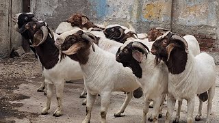 ₹600 Kg Top Boer Original Stud Goats | Barkat Goat Farm New Mumbai.