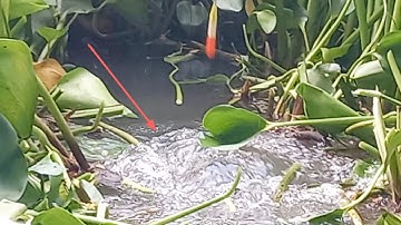 câu cá thiên nhiên sông lớn cá dảnh  cá chim cá chép cá tra mè vinh điểm huyền thoại