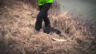 видео Рыбалка на Ахтубе весной