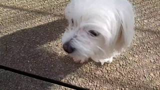Anjing maltese