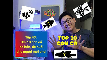 Tập 43: Top 10 loại cá cơ bản, dễ nuôi cho người mới chơi