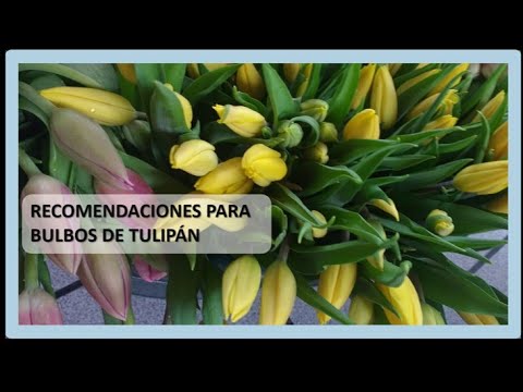 Video: ¿Para qué se utiliza el bulbo de tulipán?