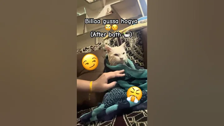 Watch the video about Persian Cat After Bath 😹🚿🛁 #cat #cats #catbath #catvideos #funny #shortsfeed