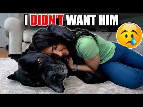 My Wife Refused This "Dangerous" Cane Corso & Now She Is In LOVE