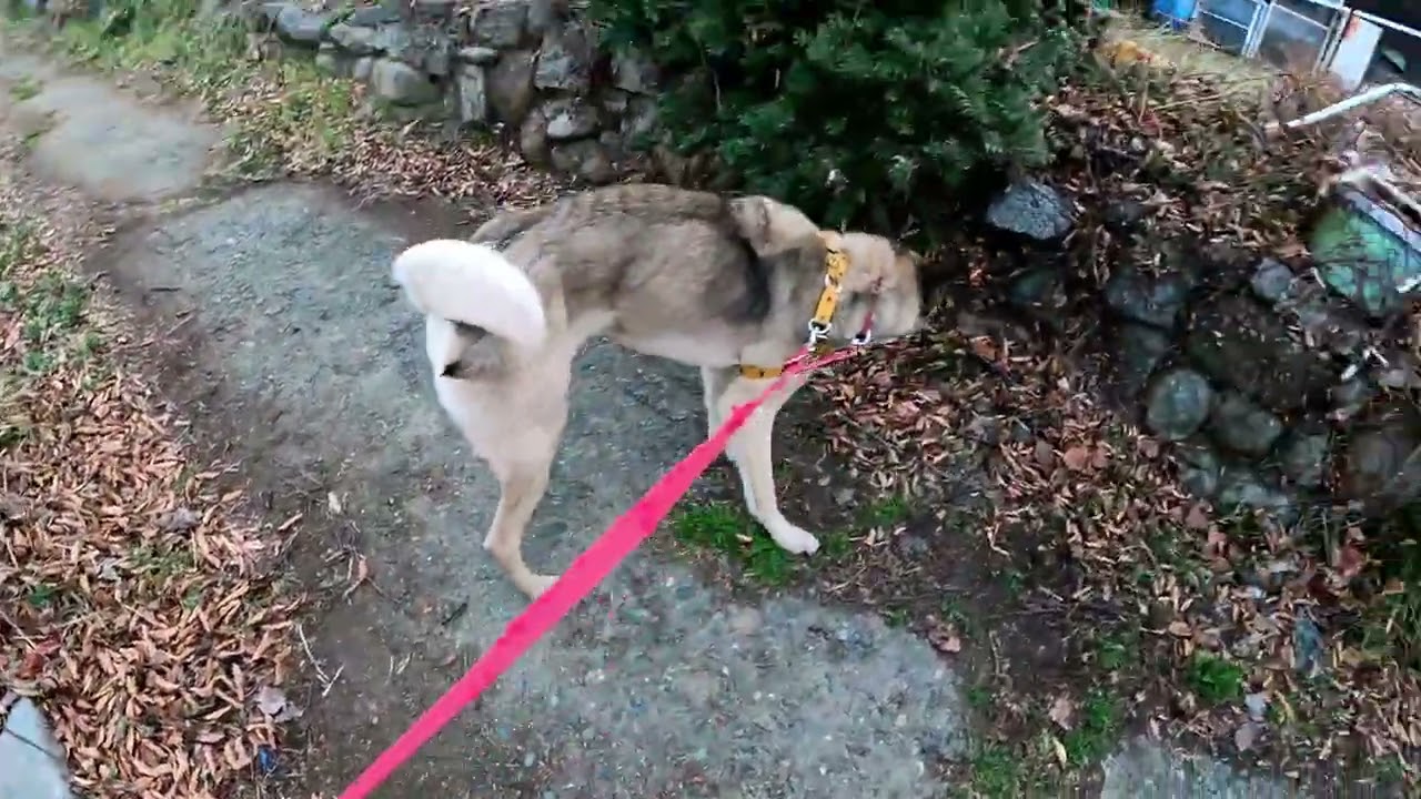 ぶどう畑を回る　ロングバージョン　2,026年3月2日　今日も暖かくなりそう　明日から天気下り坂　冬に逆戻り⁉　今日も元気に畑を回る