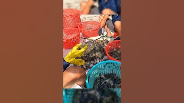 Cận Cảnh Về Miền Tây Bắt Tôm Càng - Crayfish #shorts #crayfish