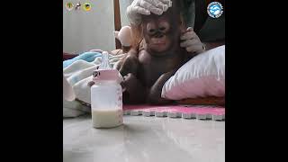 Tiny orangutan Budi being cared for in rehab