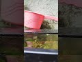 1 month old  blue moscow guppies aquascape aquascaping fishing pondfishing viral