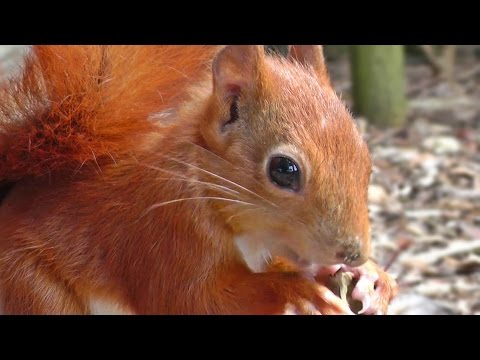Red Squirrel