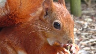 Red Squirrel