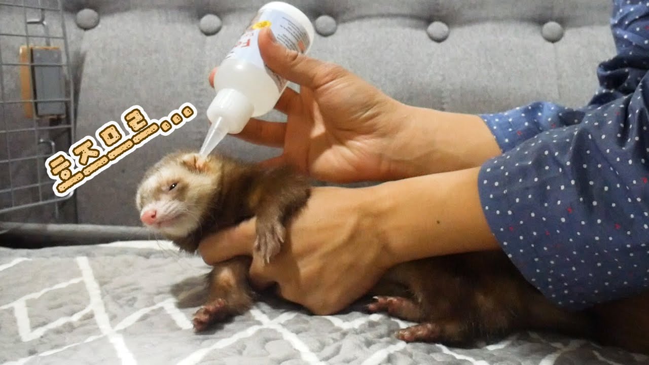 대환장 페럿 귀청소하기 Cleaning ferrets’ ears is crazy YouTube