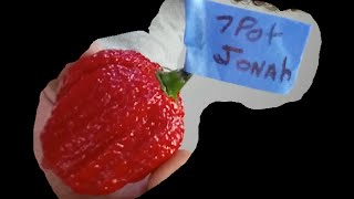 7 Pot Jonah Pod Test