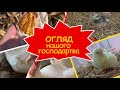 Огляд нашого домашнього господарства