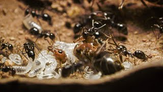 Bloodthirsty Ants Decapitate Queen | Empire Of The Desert Ants | BBC Earth