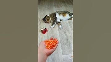 Cat Barsik Beads 🧡❤ Reverse video #marblerunandmore #cat #reverse