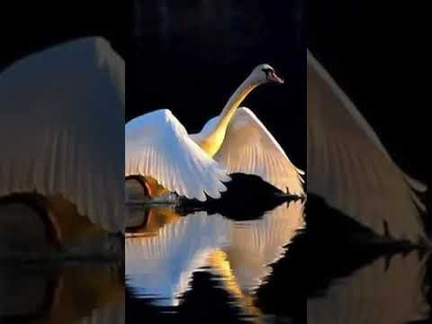 20.⁰4.2023 5:12-7:12 мск. Лунный день Прощения и БлагоДарения 🦢Золотой Лебедь смягчает 🌞затмение