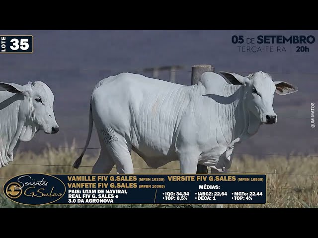 LOTE 35   MFBN 10339 10365 10939