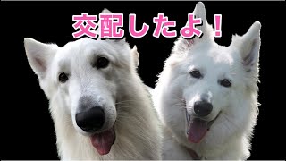 【犬の交配】なかなか難しい自然交配サポートに四苦八苦する飼い主達と頑張る犬達