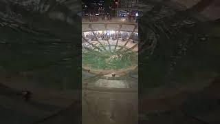 Spectra water show
