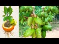 Great technique for grafting soursop tree fast with chicken egg banana l how to grow soursop trees