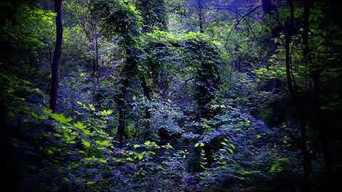 تقليد امام مسجد للشيخ عبدالرحمن السديسي في مصر القارئ خضر أحمد من جزر القمر مسجد سلامه الويفي