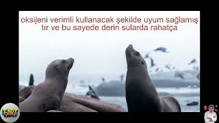 Hayvanlar Dünyasında Deniz Aslanlarının Etkileyici Rekorları