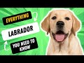3 FASCINATING FACTS ABOUT THE LABRADOR