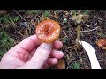 Searching for Candy Caps: The Amazing Maple Syrup Mushroom