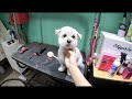 How to groom a maltipoo (2nd style)