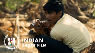 Holy Cowboys | Indian Short Film About Sacred Cows