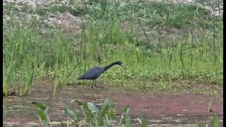 Super Cool Little Blue Heron -Not A Reddish Egret , , , ,