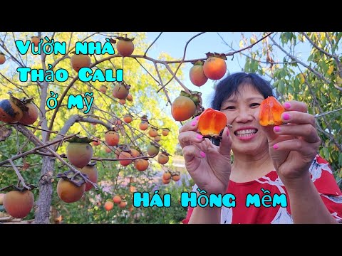 Video Hái hết cây HỒNG MỀM, TÁO ĐỎ ở nhà Thảo Cali. Toàn... - youtube