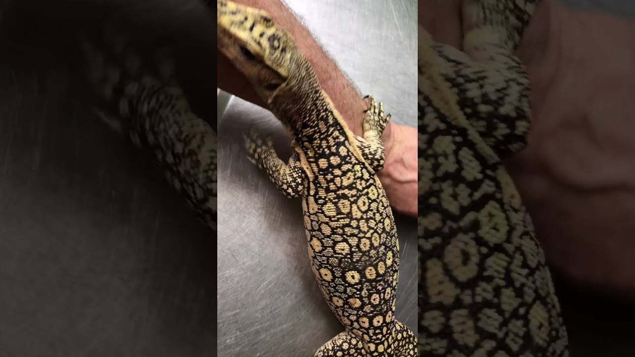 vlogs in spanish A gorgeous and odd Varanus salvator!