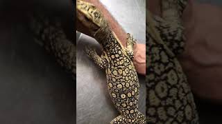 A Gorgeous And Odd Varanus Salvator