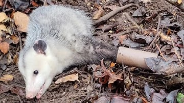 Releasing A Possum From A Dog Proof Trap {The Easy Way} | Remake