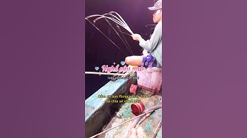 Nghề câu mực (câu cần, câu cần kép)