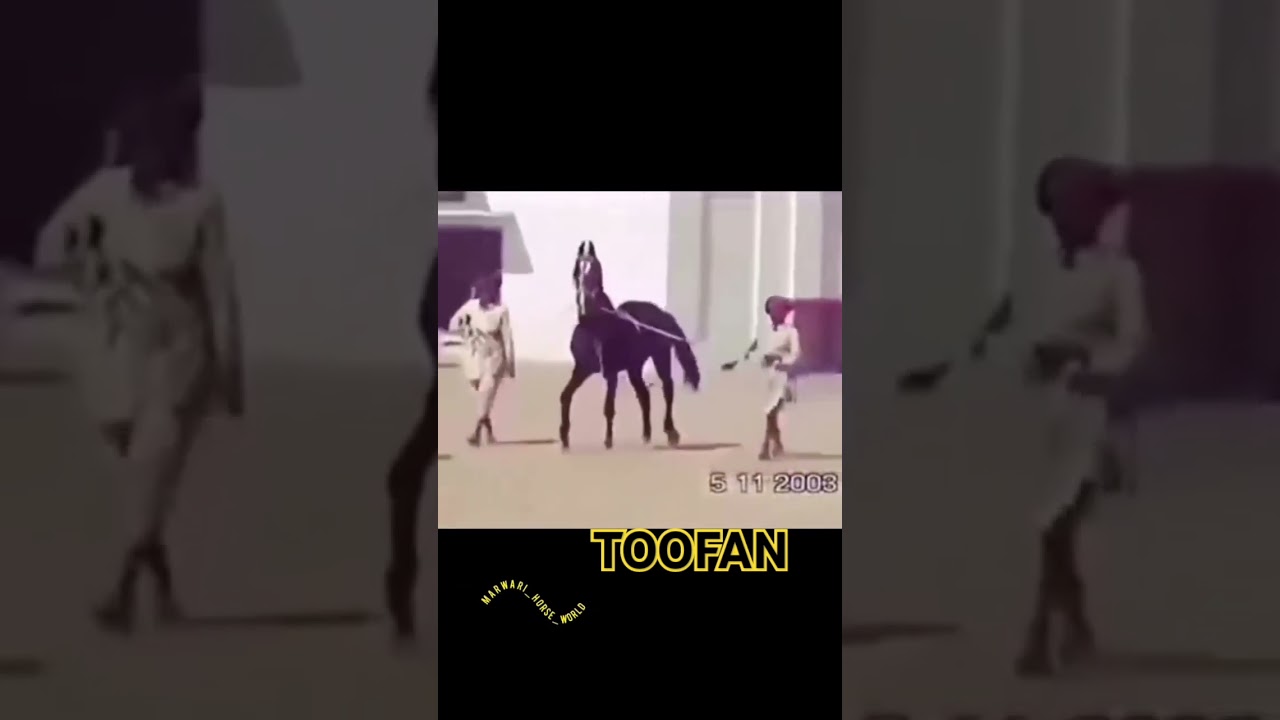 Late Legendary Stallion   👑 TOOFAN SANGRIA 👑 Sired by pathredi wala Dam mani 