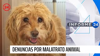 Ley Cholito: el 1% de denuncias por maltrato animal logra una condena | 24 Horas TVN Chile