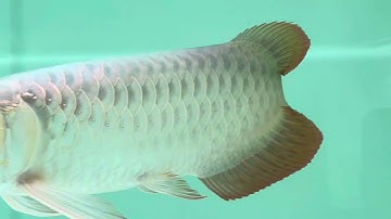 Cách sử dụng đèn cho Huyết Long - size nào thì nên sử dụng đèn- 13 em sepauk nhí mềm vừa cập bến