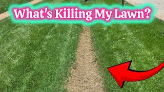 How To Stop Pythium Blight