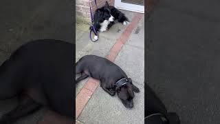 Staffordshire Bull Terrier and Aussie need a rest in the shade #shorts