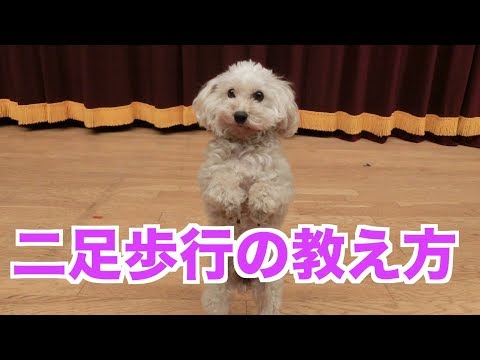 ワンちゃんに二足歩行を教える方法。【プロトレーナーによる解説】