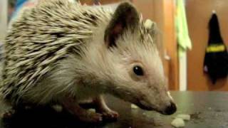 Video thumbnail of "Astrid the Hedgehog is a big eater!"