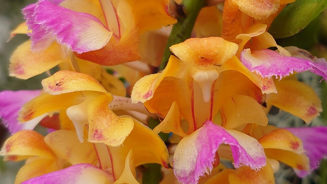 Aerides houlletiana. エリデス ホウレティアナ