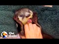 Orphaned Baby Otter Follows Kids Up From River | The Dodo Wild Hearts