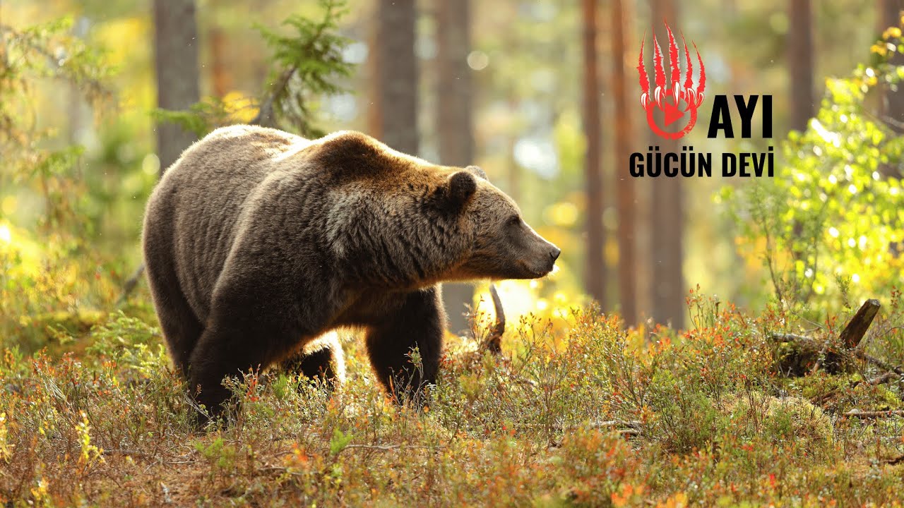 AYILAR | Doğanın Sessiz Gücü | Hayatta Kalma ve Vahşi Dengenin Hikayesi|  Hayvanlar Alemi