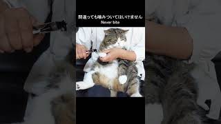 【For cats only】 Role model video of nail clippers for cats. #Shorts