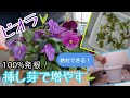 【ビオラ】100%発根！挿し芽で増やす┃絶対できる！┃冬┃