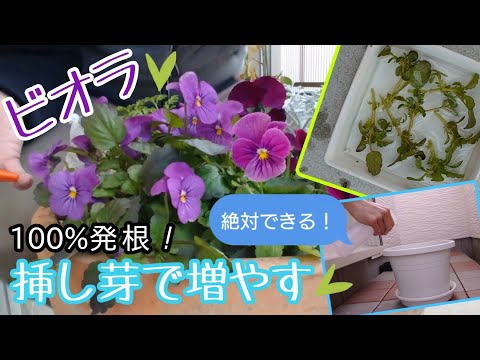 【ビオラ】100%発根!挿し芽で増やす┃絶対できる!┃冬┃ hqdefault