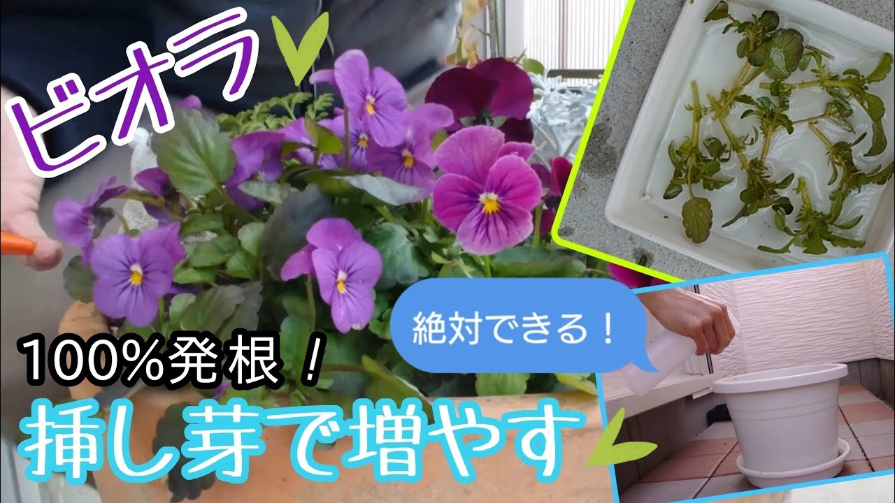 ビオラ 100 発根 挿し芽で増やす 絶対できる 冬 Youtube